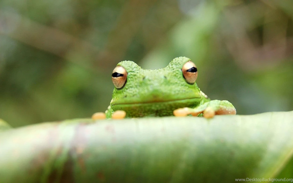 30 + Best Animal Pictures And Wallpapers
