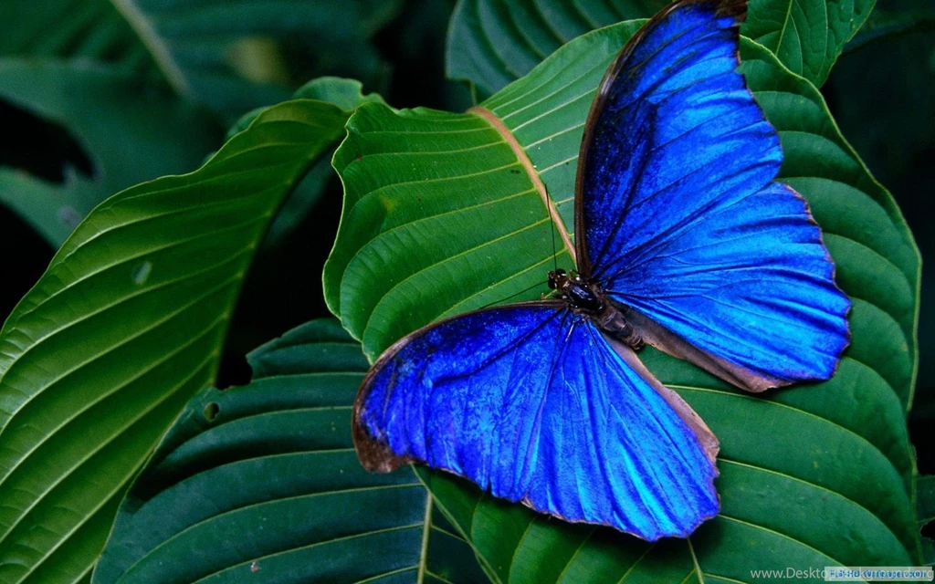 Top 2560x1600 Wallpapers Page 8