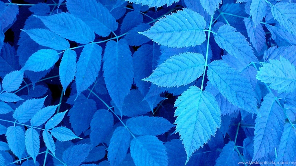 Blue Plant Blueleaves Leaves Nature Hd Wallpapers   (