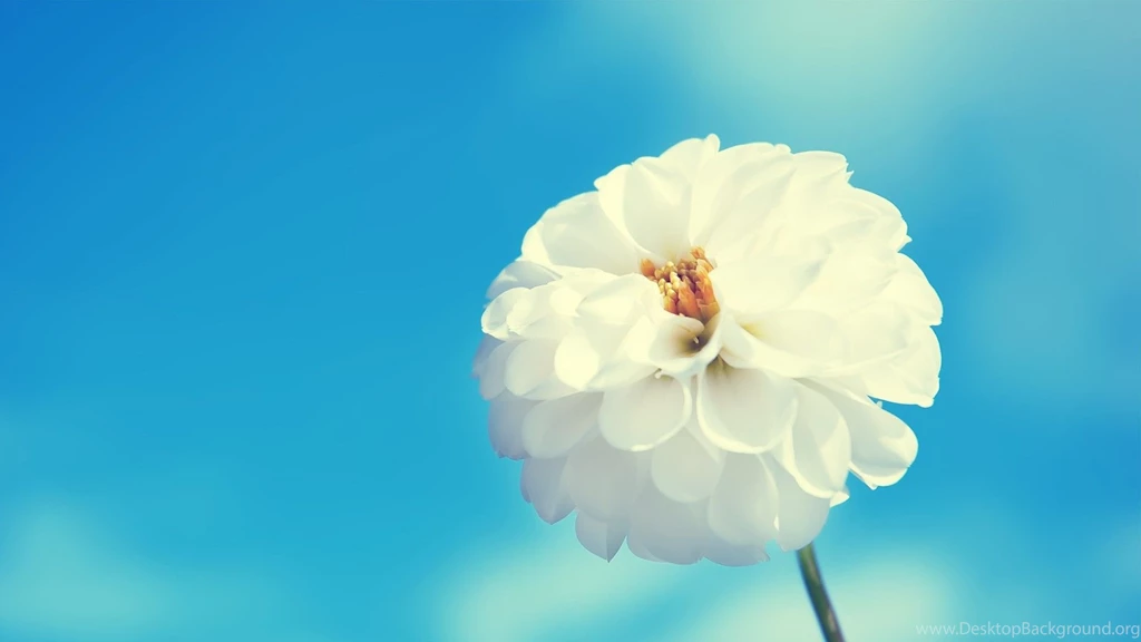 Flowers Skies White Blue Nature Backgrounds Wallpapers   MixHD ...