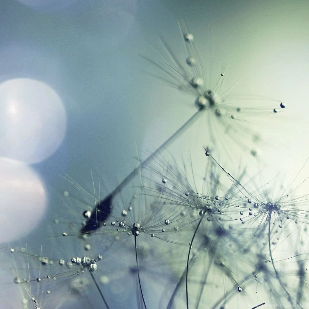 Flower Seed Art Blue Nature Flare iPad Wallpapers Download