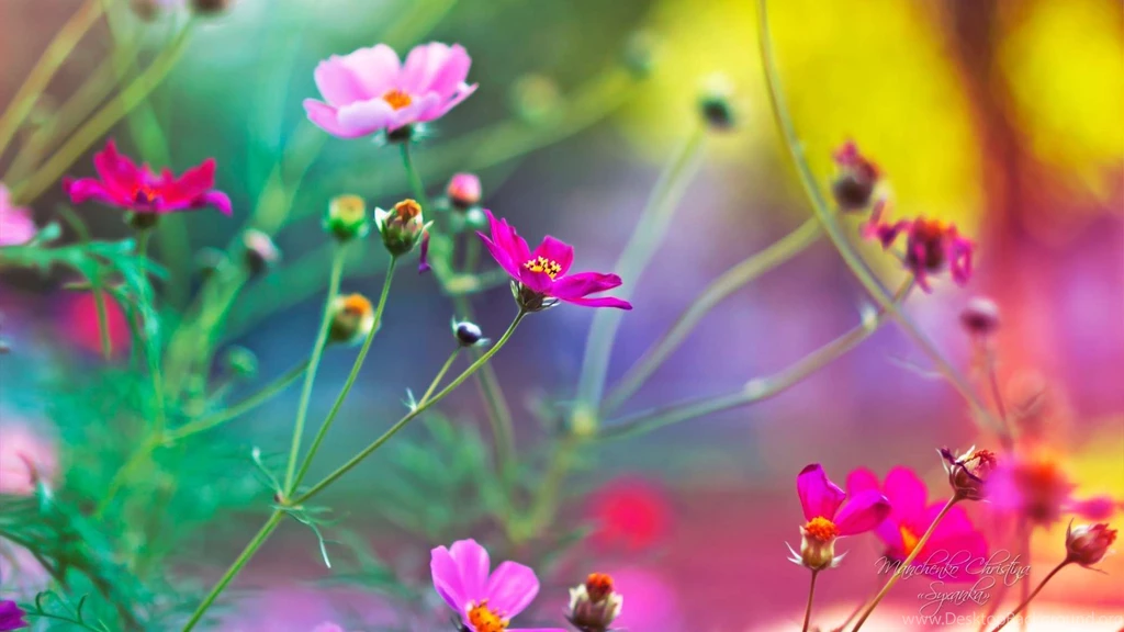 Hd Wallpapers 1080p Widescreen Flowers 2