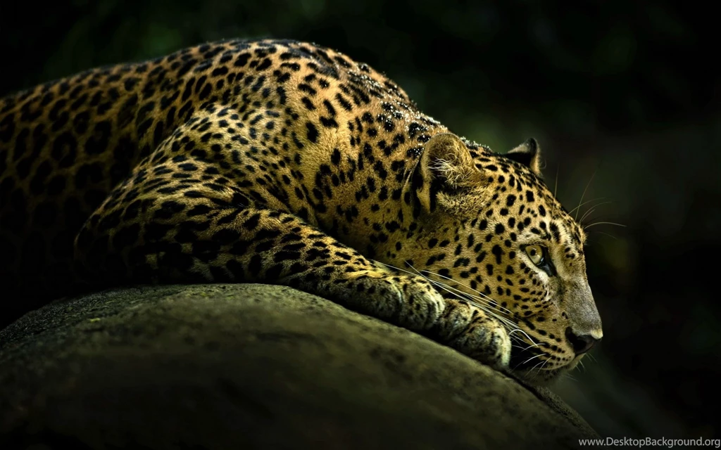 HD Wallpapers Source Page 458 Of 489 100% Quality HD Desktop ...