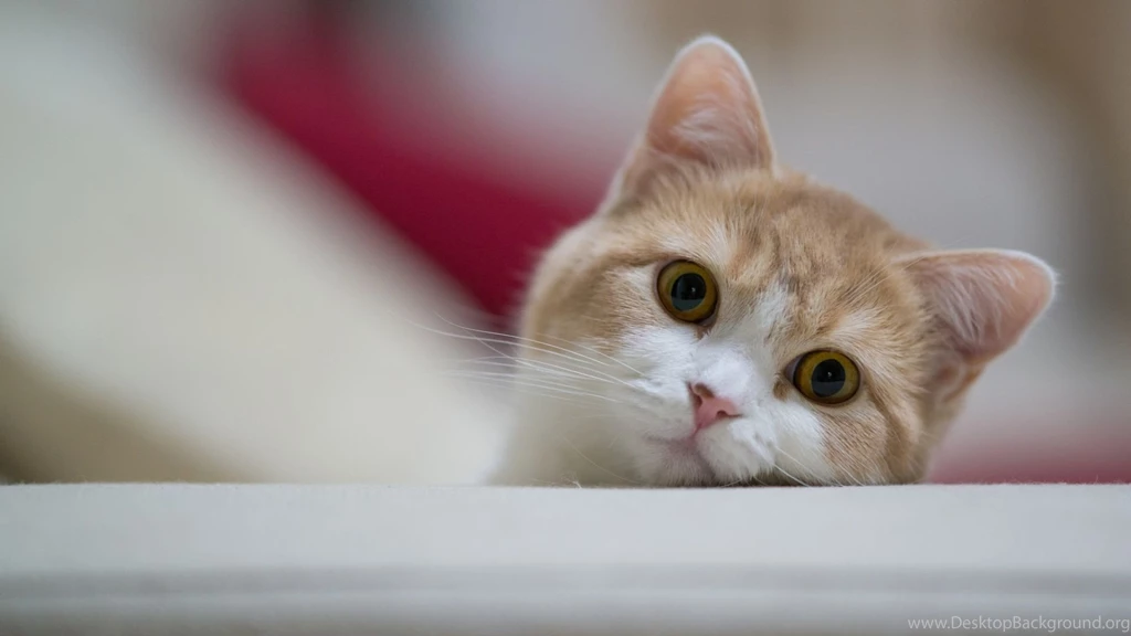 HD Animal Cat Wallpapers The Cool Art