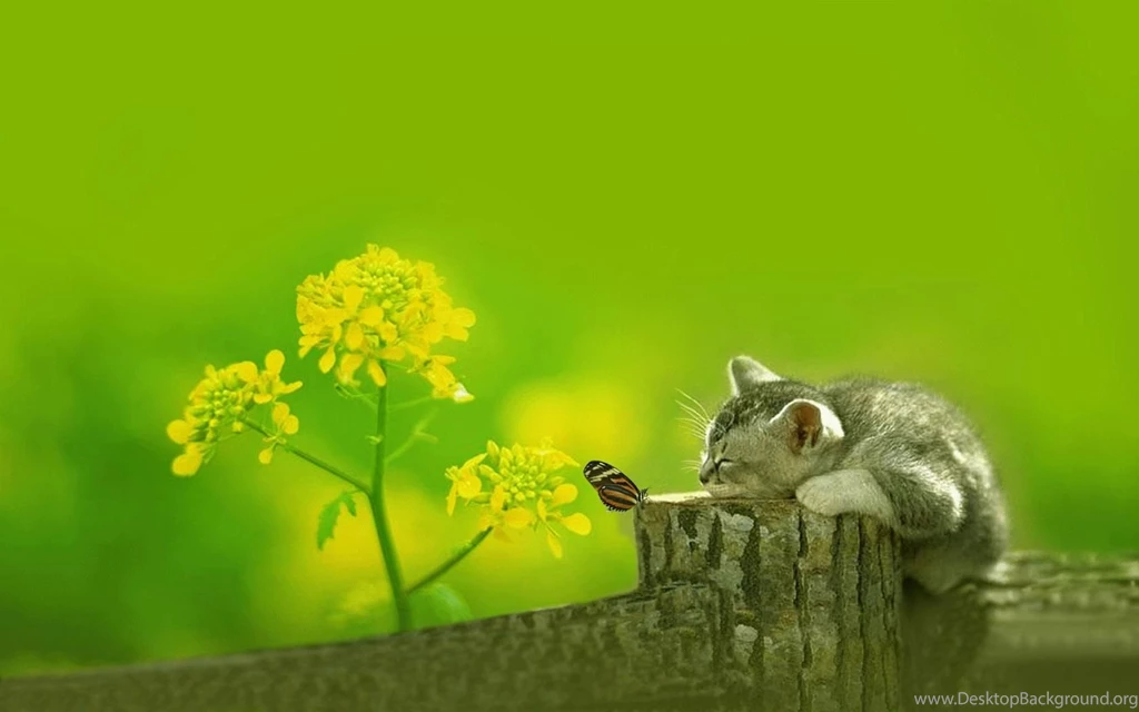 Cat hd wallpaper 0152.jpg
