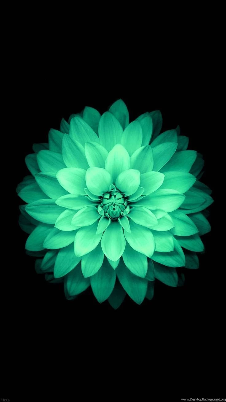 MINT GREEN FLOWER ON BLACK IPHONE WALLPAPER BACKGROUND