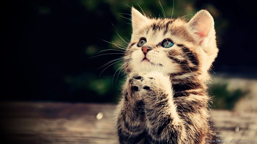Gallery For Animal Wallpapers Desktop Hd