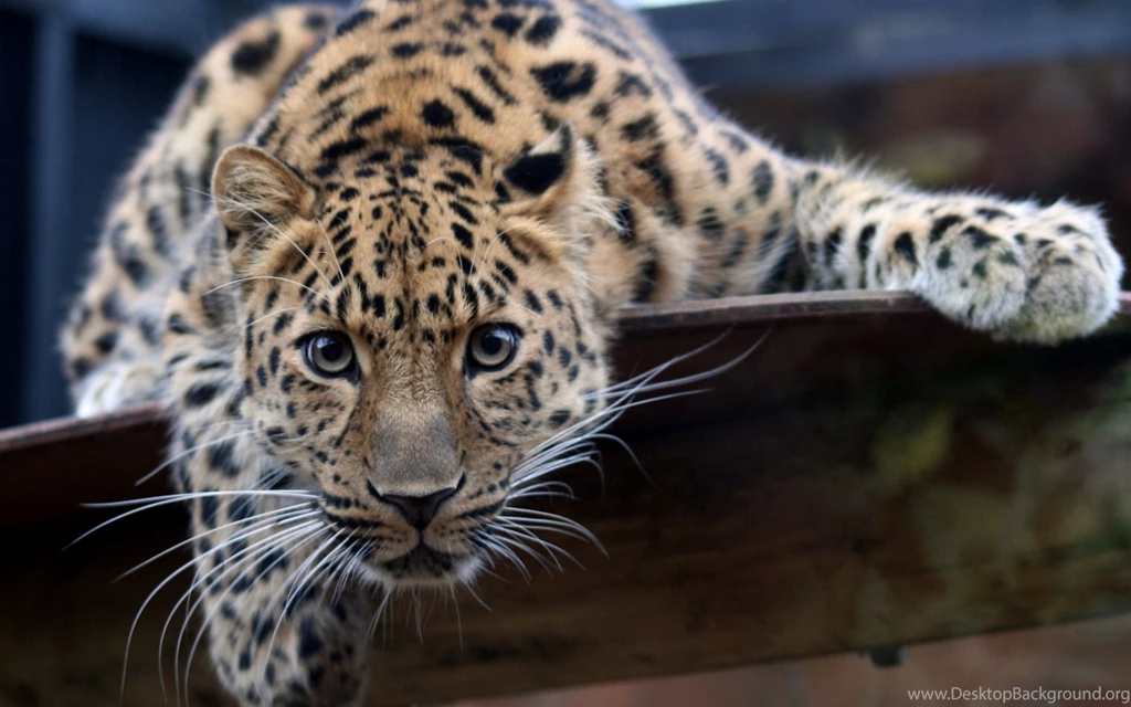 Big Cat Wallpapers, Desktop Wallpapers » GoodWP.com