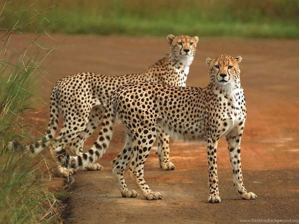 Gallery For Big Cats Wallpapers Hd