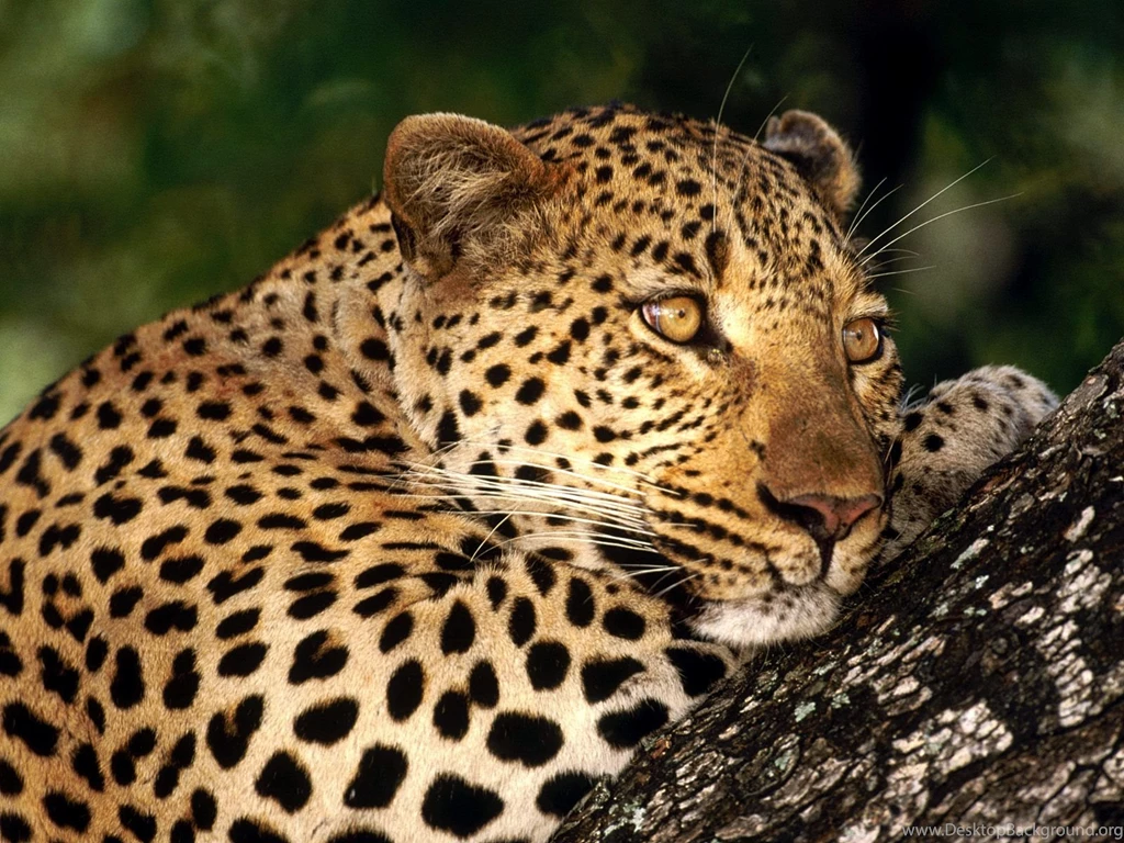 Gallery For   Big Cats Wallpapers Hd