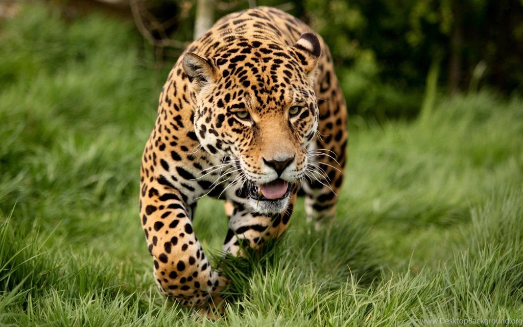 Download Wallpapers 1920x1200 Leopard, Grass, Run, Big Cat ...