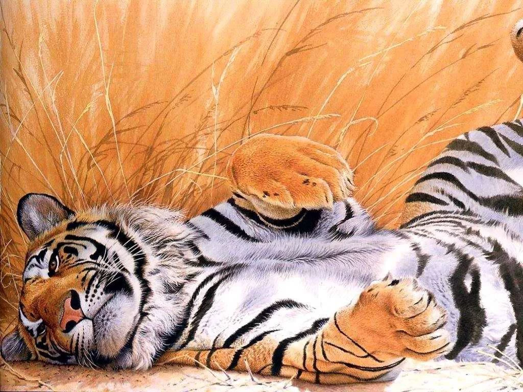 Tiger Big Cat