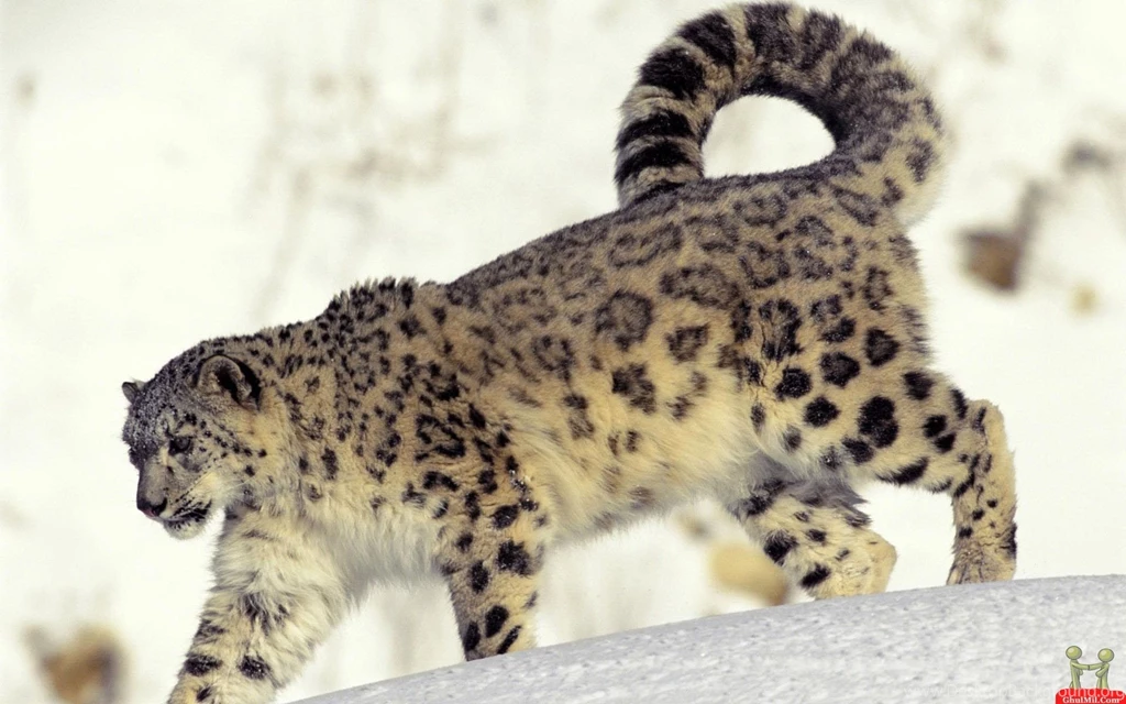 Gallery For Big Cats Wallpapers Hd