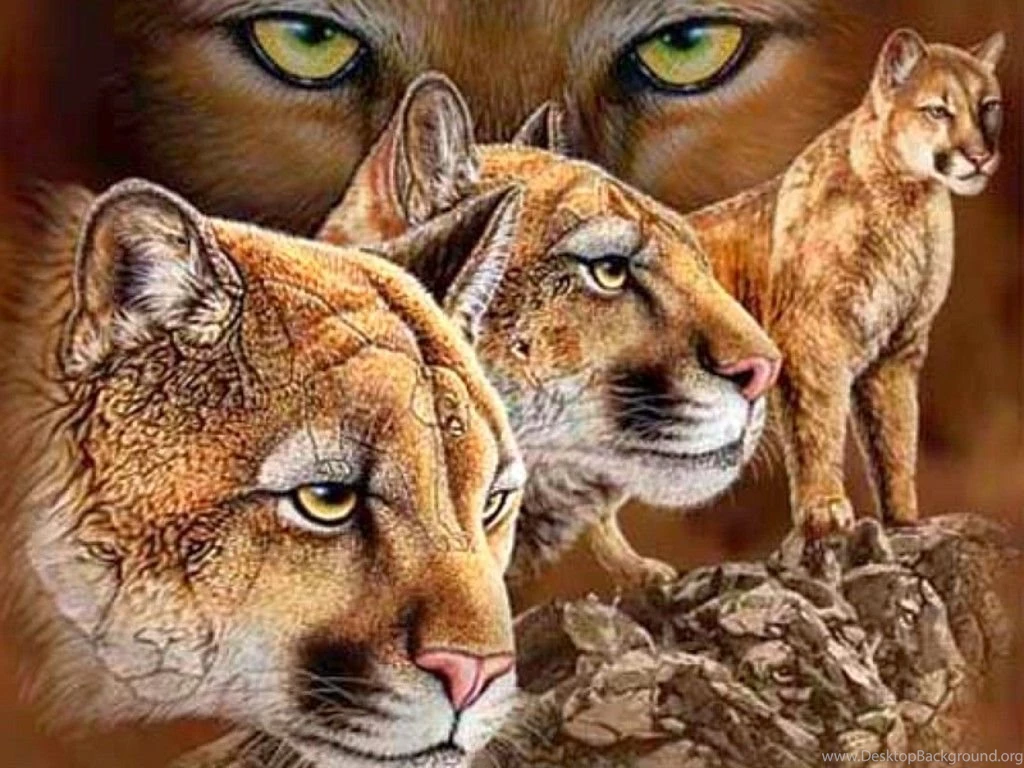 Big Cats Wallpapers   Wallpapers Cave