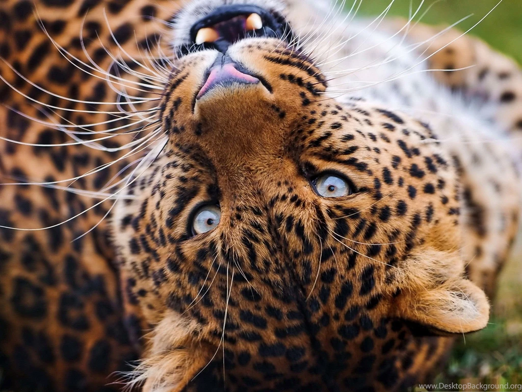 Cats Panther Stunning Big Cat Wild Life Cats Phone Wallpapers ...