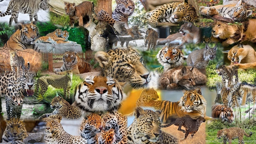 1600x480 Wallpapers Page 199: Big Cat Collage Leopard Mountain ...
