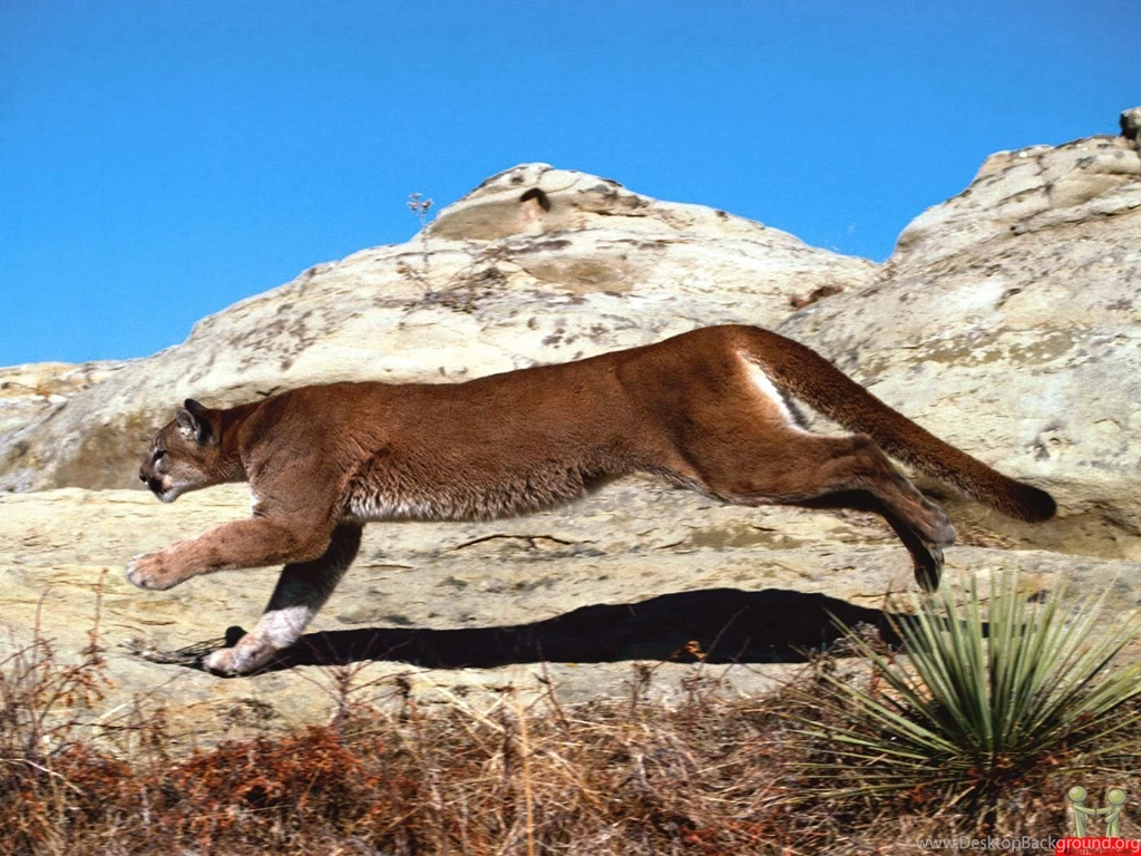 Amazing HD Picture Of Running Big Cat Wallpapers – HD Wallpapers ...