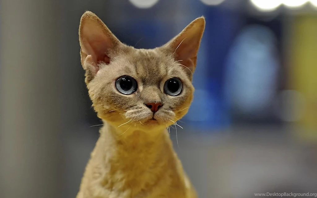 Cute Big Cat Eyes Wallpapers
