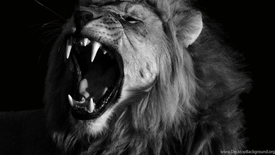 Finding The Lion Inside.