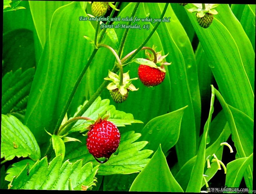 Desktop Backgrounds Wallpapers Free Download 2 Items