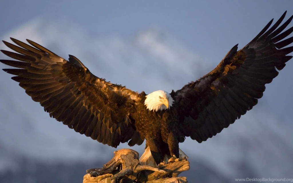 Hd eagle wallpaper with big eagle spreading his wings eagle ...
