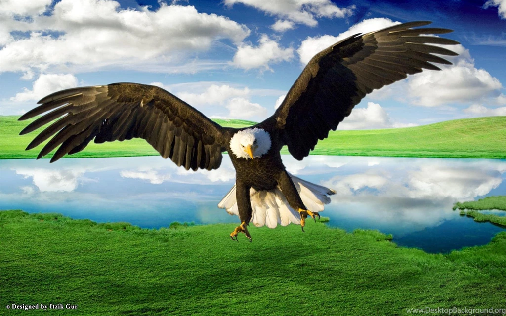 Bald eagle background download.jpg