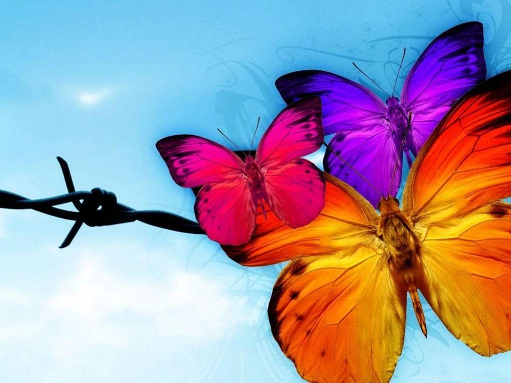 Free Wallpicz: Wallpapers Desktop Butterfly