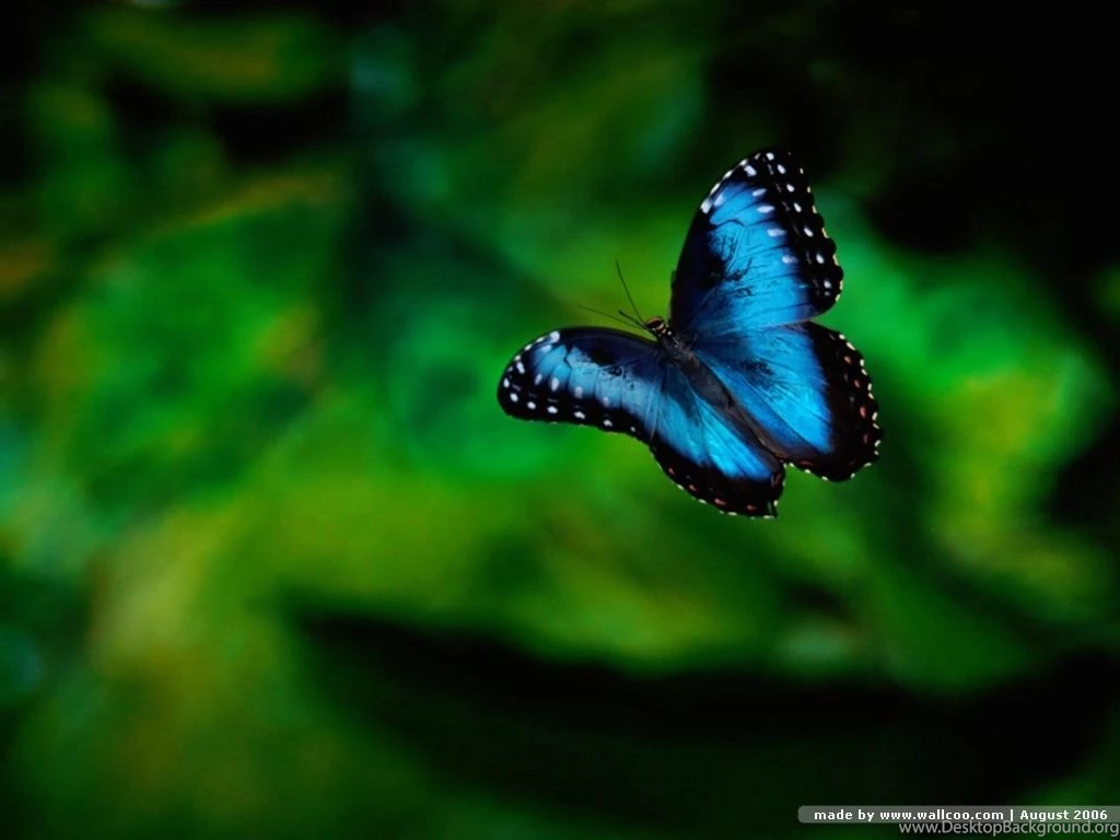 Butterfly Wallpapers For Walls Wallpapers HD Fine