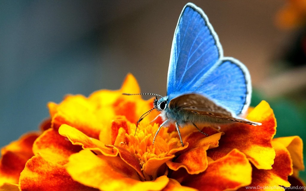 Download Flower And Butterfly Best Wallpapers Photos