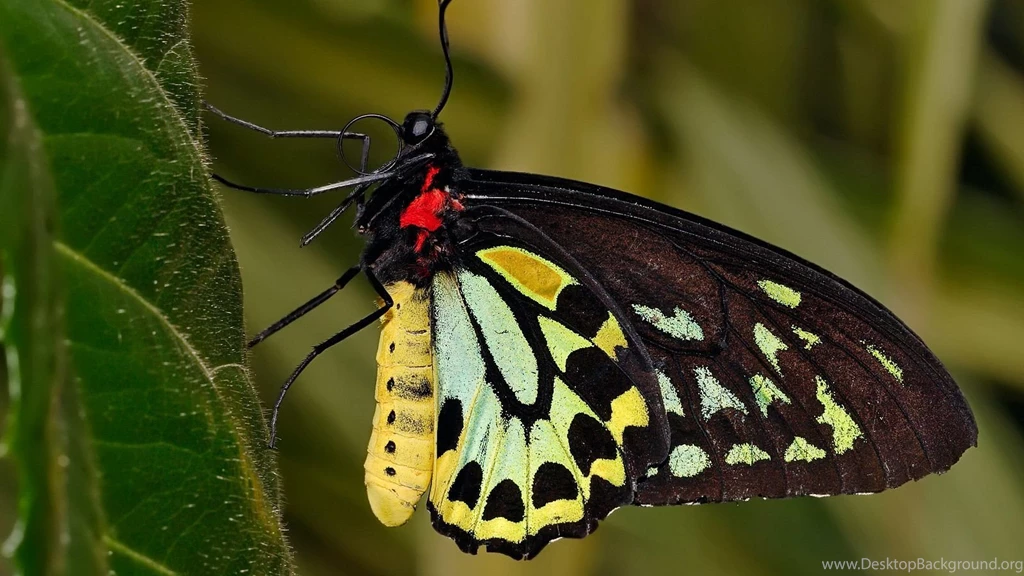 Wallpapers Butterfly Hd Wallpapers High Definition