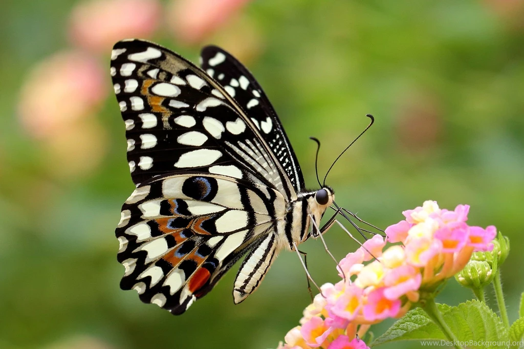 Butterflies: Butterfly Wings Insect Pink Green Black Flower ...