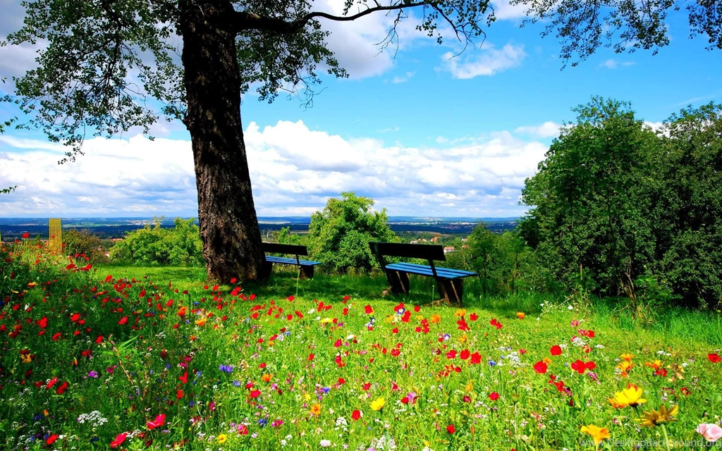Flowers In The Park Hd Wallpaper Backgrounds 1920x1200 Hd ...