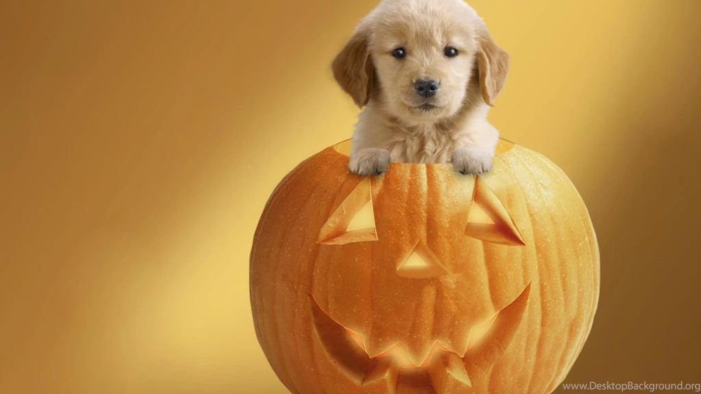 513 Halloween HD Wallpapers