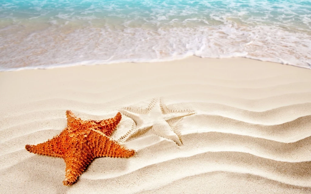 Orange Sea Star Wallpapers