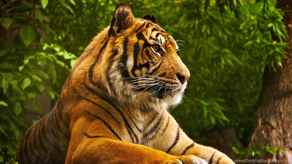 1920x1080px Animal Wallpapers Hd Tiger