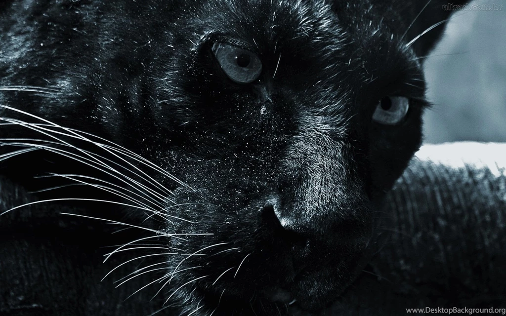 Black Jaguar Animal Wallpaper HD.jpg