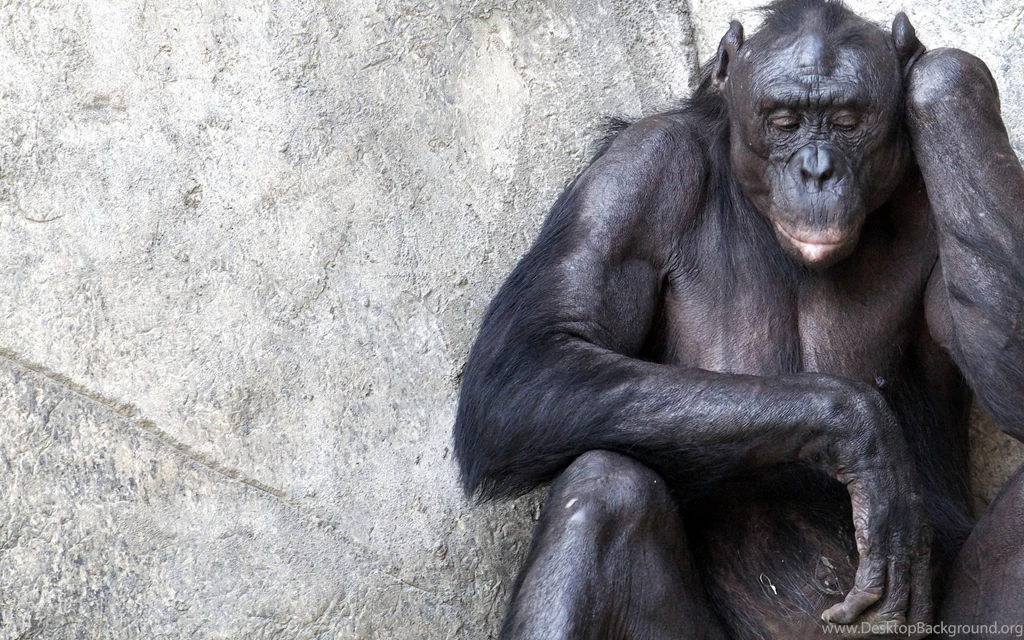Category: Animal Gallery Wallpapers Page 2 Of 5 ›› Page 2