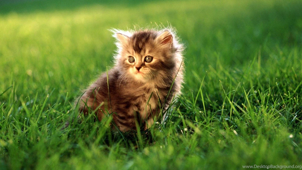 Cat Animal HD Wallpapers