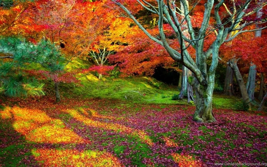 Widescreen Fall Wallpapers