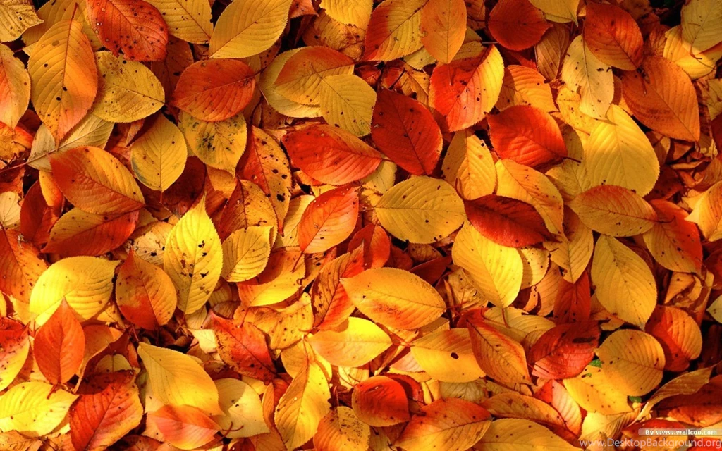 Autumn Tints Beautiful Fall Leaves Widescreen Wallpapers ...