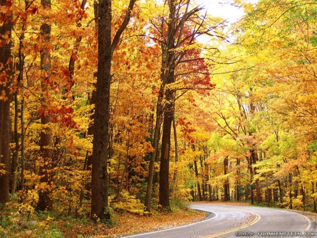 Fall Colors Wallpapers Crazy Frankenstein