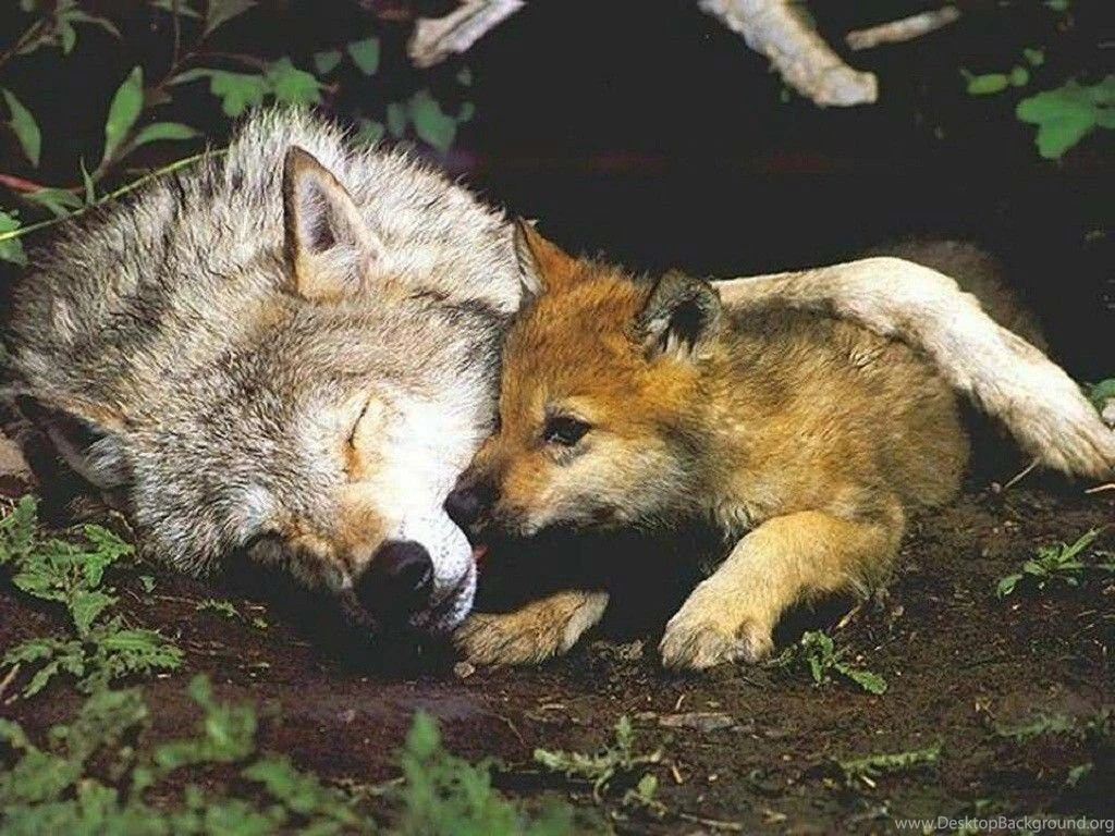 Dogs: Like Momma Love Dogs Animals Wolf Pup Free Download ...