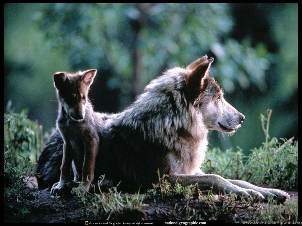 Wichita, Kansas, Wolf Mom And Pup, 1997, Photo Of The Day, Picture ...