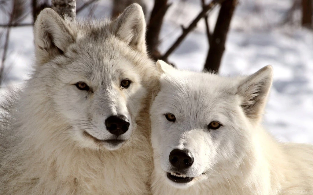 German shepherd puppy