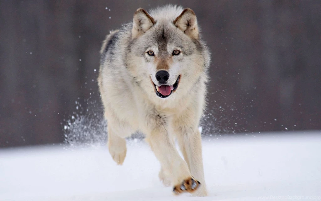 Wolf image