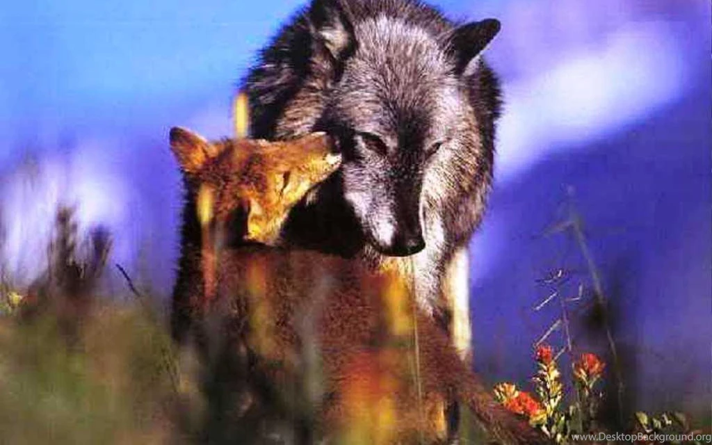 WOLF MOTHER AND PUP WALLPAPER   (