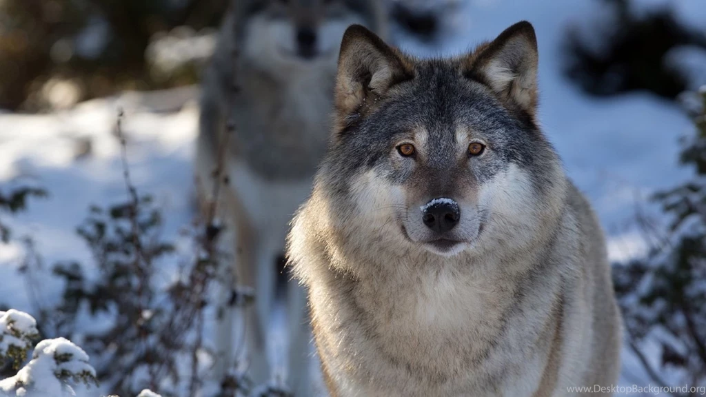 Hd gray wolf pup pics.jpg