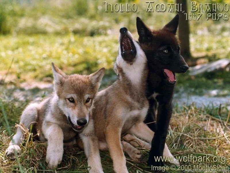 Dogs: Wolf Pup Howls Puppies Howling Black Animals Wolves Pups ...