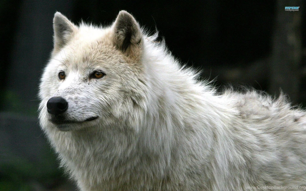 Gray Wolf Pups Wallpaper.
