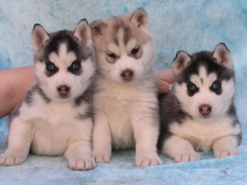 Download Husky Puppy Wallpapers Desktop